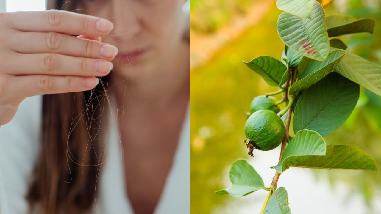 Guava Leaves For Hair: கொய்யா இலை தண்ணீர் முடி உதிர்வை தடுக்குமா..? இதை எப்படி தயார் செய்வது..?