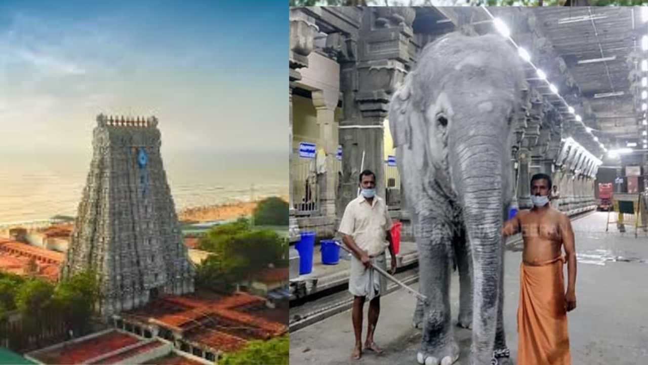 Tiruchendur: செல்ஃபியால் வந்த வினை? - திருச்செந்தூர் யானை தாக்கியதன் பின்னணி!