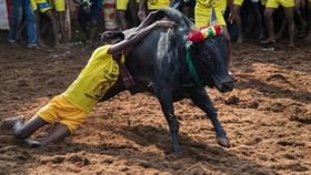 Jallikattu: தமிழ்நாடு அரசின் பக்கா ப்ளான்.. வெளியான ஜல்லிக்கட்டு வழிக்காட்டு நெறிமுறைகள்!